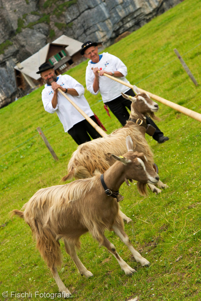 Portfolio Hochzeit